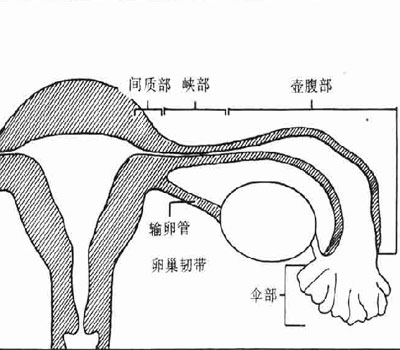 ʶѹ쳣